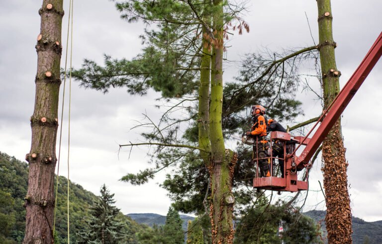 workers-cutting-tree-with-chainsaw-on-cherry-picke-2026-09-21-02-02-02-utc (1) (1)
